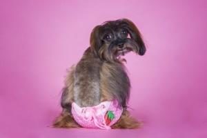 Hundewindel - Hund mit rosa Windel