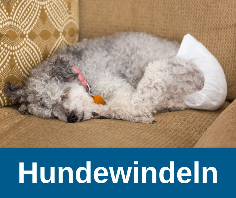 Hundewindeln