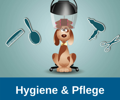 Hygiene & Pflege bei alten Hunden