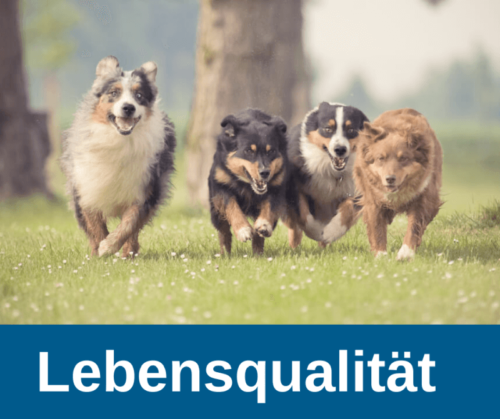 Lebensqualität für alte Hunde