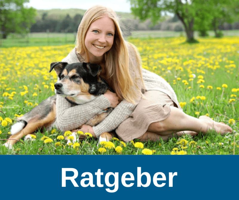 Ratgeber für Hundehalter mit älteren Hunden