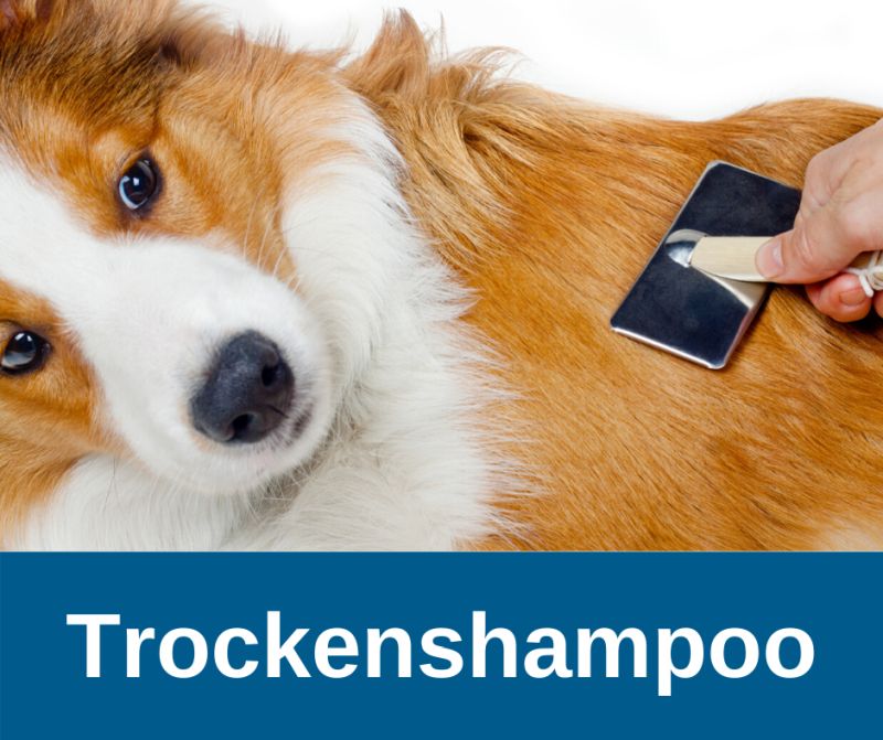 ᐅ Trockenshampoo für alte Hunde › alteHunde.de