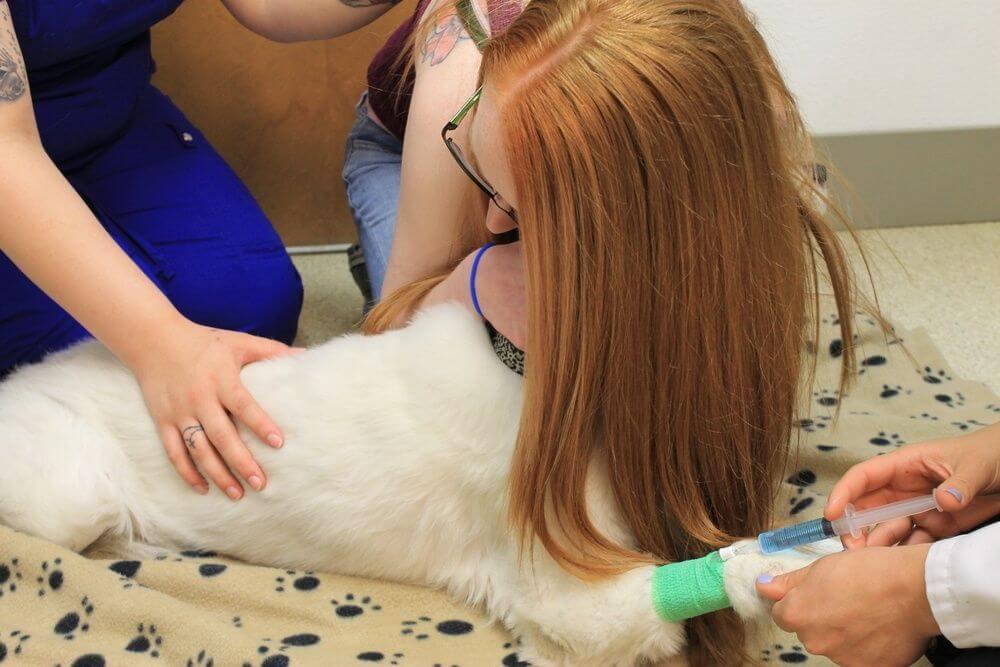 Euthanasie beim Hund