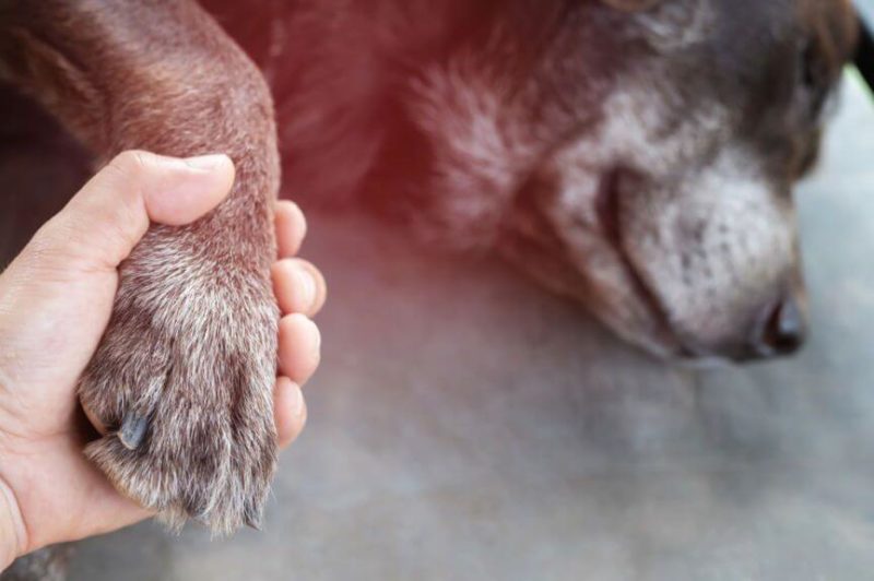 ᐅ Hund einschläfern Ratgeber für Hundehalter! › alteHunde.de