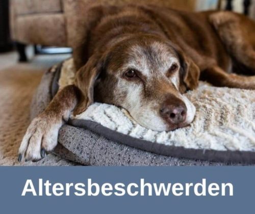 traumeel für menschen auch für hunde dosierung