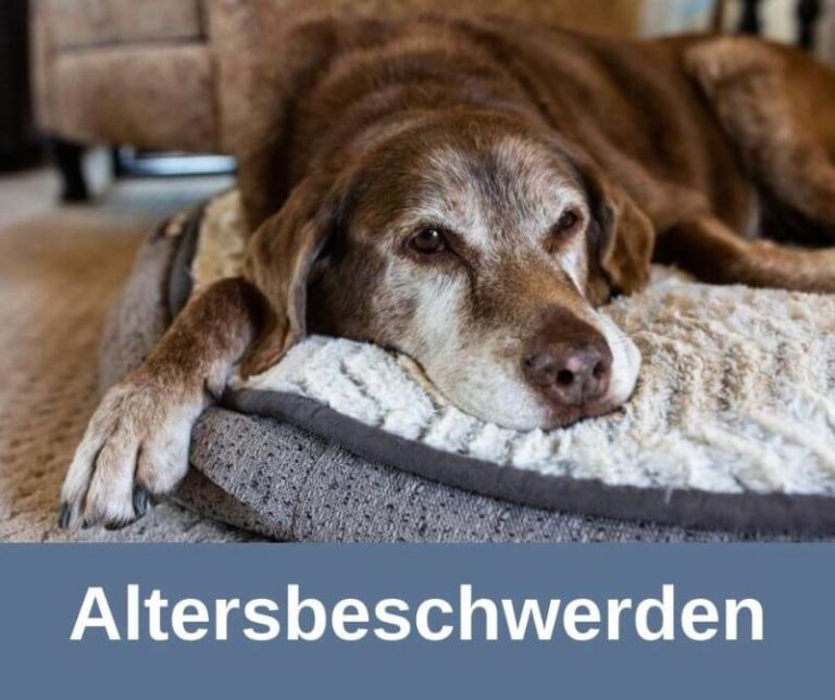 hund autofahren stress medikamente