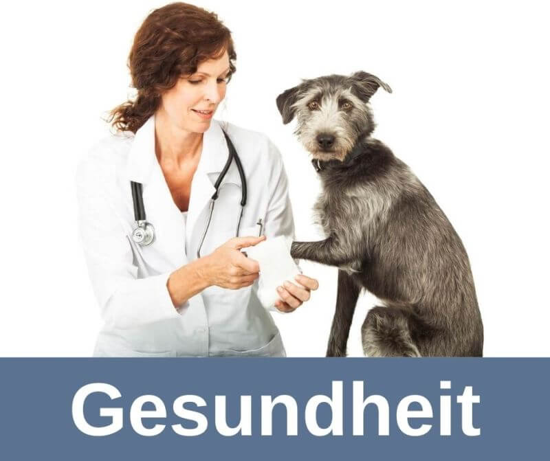 Gesundheit bei alten Hunden