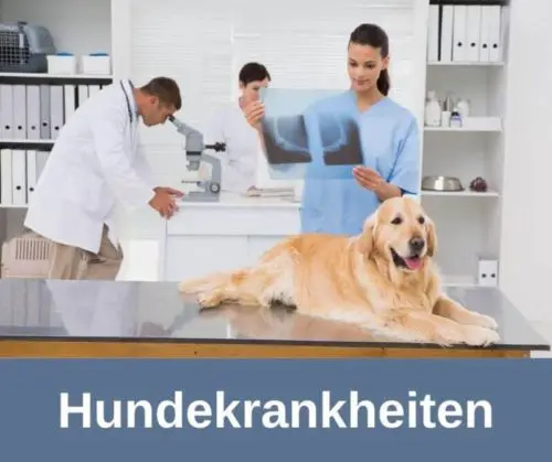 Hundekrankheiten bei alten Hunden