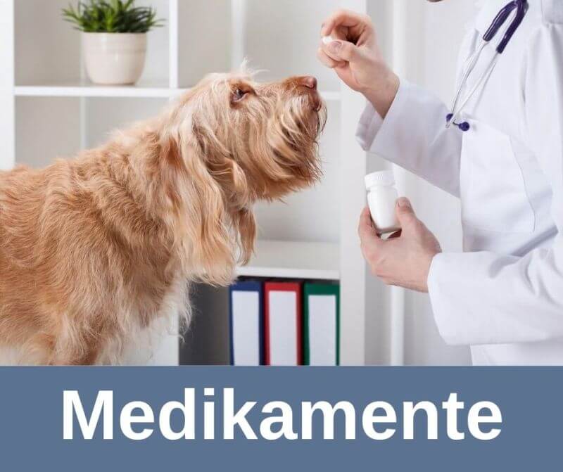 vitamine und mineralstoffe für alte hunde