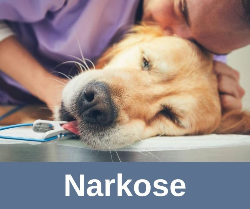Narkose beim alten Hund