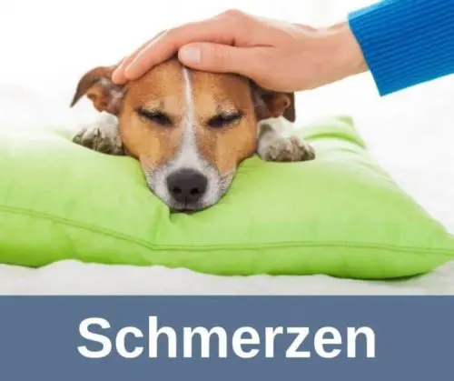 Schmerzen beim alten Hund