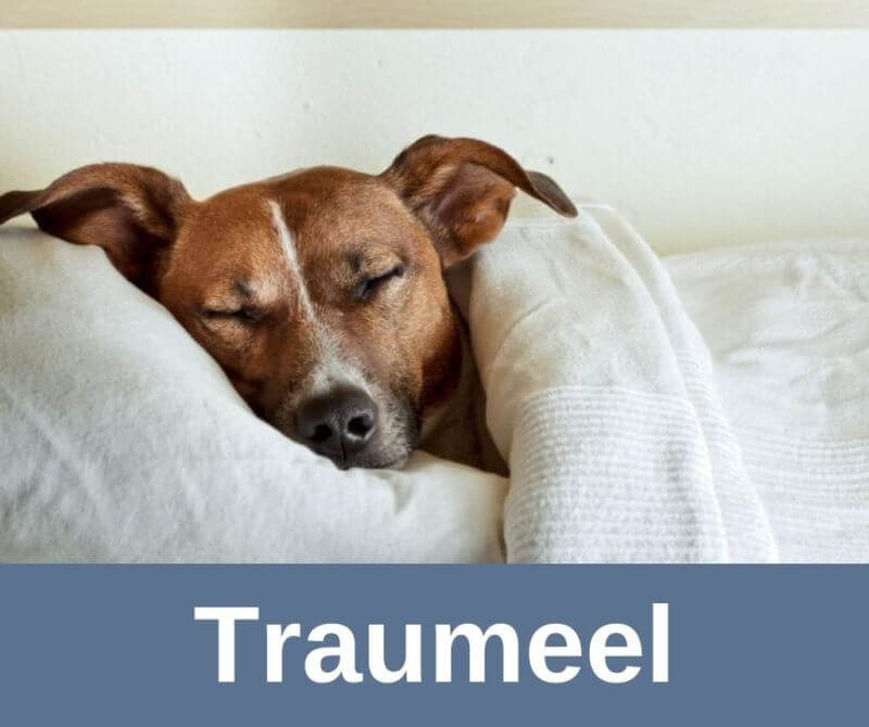 ᐅ Traumeel für ältere Hunde › alteHunde.de