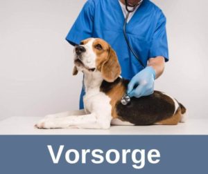 Vorsorge beim alten Hund